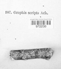 Graphis scripta image
